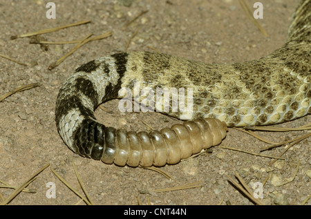 Western Diamondback Klapperschlange (Crotalus Atrox), Spitze der Rute, USA Stockfoto