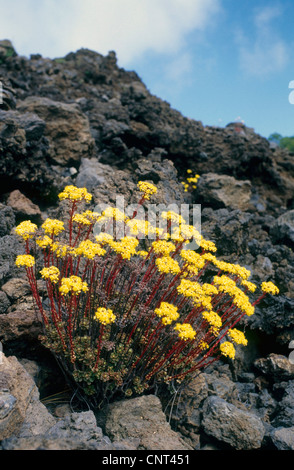 Spatel Aeonium (Aeonium Spathulatum), auf Lavasteinen in den Bergen von Teneriffa, Kanarische Inseln, Teneriffa Stockfoto