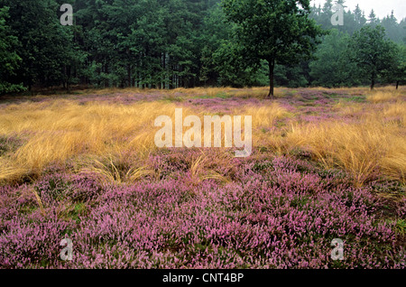 Heather, Ling (Calluna Vulgaris), blühende Heide, Deutschland, Schleswig-Holstein Stockfoto