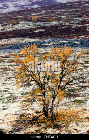 Birke im Herbst Färbung im Dovrefjell Nationalpark, Norwegen Stockfoto