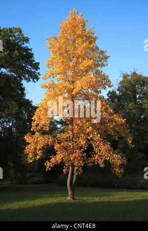 Tulpenbaum (Liriodendron Tulipifera), Baum im Herbst, Deutschland, Sachsen-Anhalt Stockfoto