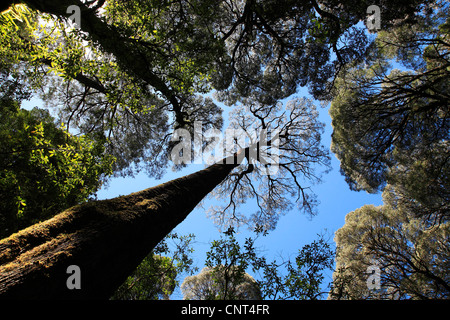 Eukalyptus (Eucalyptus spec.), Gum gum Wald in der Nähe von Ferguson, Australien, Victoria, Otway Nationalpark Stockfoto