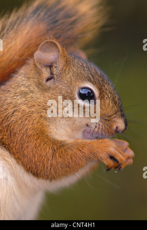 östliche graue Eichhörnchen, graue Eichhörnchen (Sciurus Carolinensis), Porträt, Kanada, Nova Scotia, Kanada Stockfoto