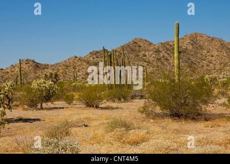 Saguaro-Kaktus (Carnegiea Gigantea, Cereus Giganteus), Sonora-Wüste, USA, Arizona, Phoenix Stockfoto