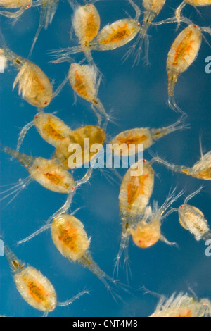 Cyclop (Cyclops spec.), mehrere, Licht Mikroskopie, Deutschland, Bayern Stockfoto