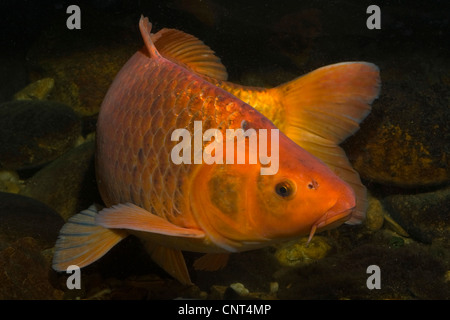 Koi-Karpfen (Cyprinus Carpio), orange, 65 cm Stockfoto