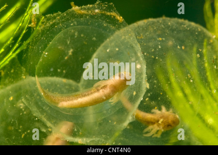 Axolotl (Z.B. geschieht), Eiern mit Larven Stockfoto