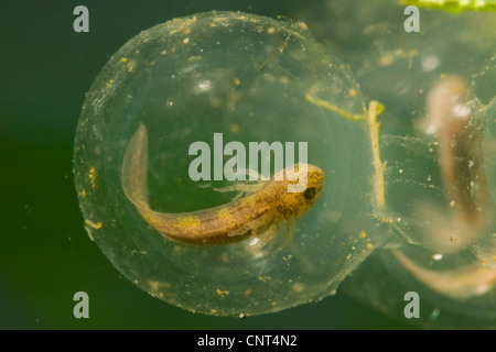 Axolotl (Z.B. geschieht), Eiern mit Larven Stockfoto