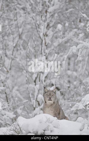 Eurasischer Luchs (Lynx Lynx), sitzt in einer verschneiten Landschaft Stockfoto