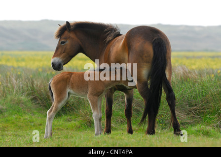 Exmoor Pony (Equus Przewalskii F. Caballus), Stute mit Fohlen, Niederlande, Texel Stockfoto