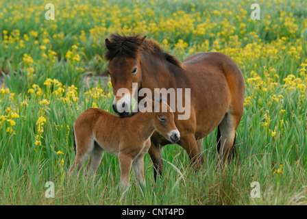 Exmoor Pony (Equus Przewalskii F. Caballus), Stute mit Fohlen zwischen gelbe Iris (Iris Pseudacorus), Niederlande, Texel Stockfoto