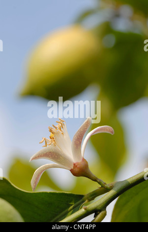 Zitronenbaum (Citrus Limon), offene Blüte vor ein Obst unscharf hinter Stockfoto