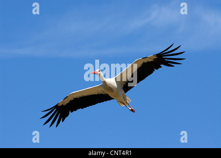 Weißstorch (Ciconia Ciconia), vor blauen Himmel fliegen Stockfoto