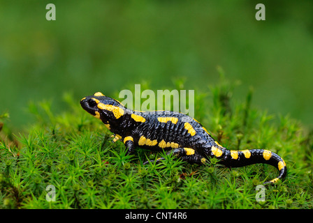 Europäische Feuer Salamander (Salamandra Salamandra), zu Fuß über Moos, Deutschland, Nordrhein-Westfalen Stockfoto