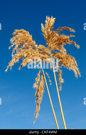 Reed Grass, gemeinsamen Schilf (Phragmites Communis, Phragmites Australis), Blütenstände im Winter, vor blauem Himmel, Deutschland, Nordrhein-Westfalen, Sauerland Stockfoto