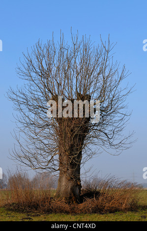 Weide, Korbweide (Salix spec.), beschnitten Weide in eine Winterlandschaft, Deutschland, Nordrhein-Westfalen, Münsterland Stockfoto