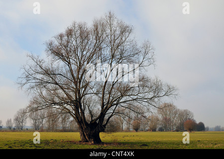 Weide, Korbweide (Salix spec.), alte beschnitten Weide in eine Winterlandschaft, Deutschland, Nordrhein-Westfalen, Münsterland Stockfoto