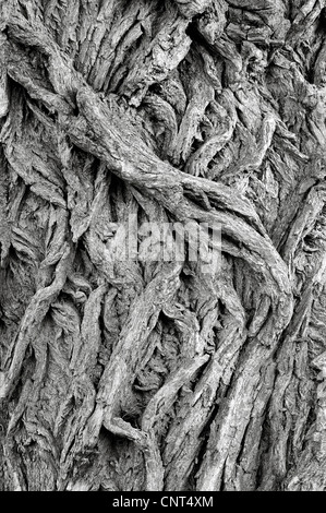 Weide, Korbweide (Salix spec.), Rinde von einer alten Weide verfing, Deutschland, Nordrhein-Westfalen, Münsterland Stockfoto