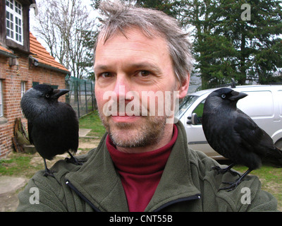 Dohle (Corvus Monedula), zutraulich Vogel Sohn die Schultern eines Mannes Stockfoto
