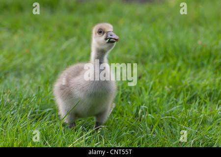 Graugans (Anser Anser), Küken Fütterung gras Stockfoto