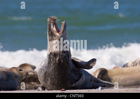 graue Dichtung (Halichoerus Grypus), Bull Gähnen und dehnen, Europa Stockfoto