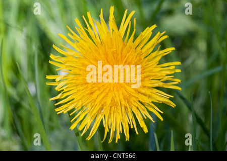 gemeinsamen Löwenzahn (Taraxacum Officinale), blühen, Europa Stockfoto