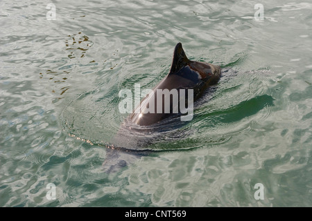 gemeinsame Schweinswal, Schweinswal, gemeinsame Schweinswal, schnaufend Schwein (Phocoena Phocoena), Schwimmen im Meer, Europa Stockfoto