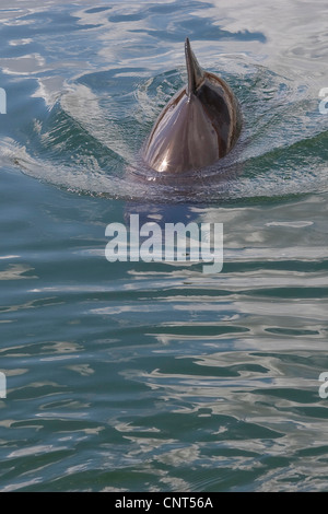 gemeinsame Schweinswal, Schweinswal, gemeinsame Schweinswal, schnaufend Schwein (Phocoena Phocoena), Schwimmen im Meer, Europa Stockfoto