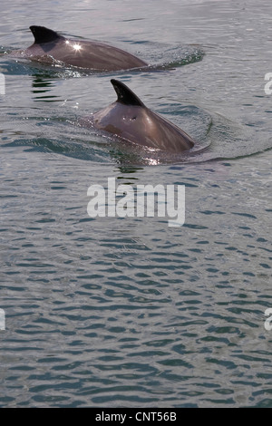 gemeinsame Schweinswal, Schweinswal, gemeinsame Schweinswal, puffing Schwein (Phocoena Phocoena), zwei Individuen, die Schwimmen im Meer, Europa Stockfoto