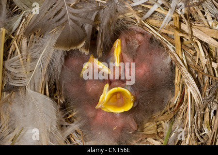 gemeinsamen Star (Sturnus Vulgaris), öffnen Sie Küken im Nest, betteln mit breiten ihre Rechnungen Stockfoto