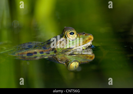 Europäische essbare Frosch, essbare Grasfrosch (Rana kl. Esculenta, Rana Esculenta), Männchen während der Laichzeit, Deutschland, Nordrhein-Westfalen Stockfoto