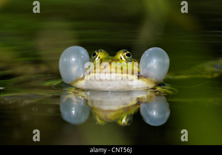 Europäische essbare Frosch, essbare Grasfrosch (Rana kl. Esculenta, Rana Esculenta), Männlich, Quaken mit vocal Säcke während der Laichzeit, Deutschland, Nordrhein-Westfalen Stockfoto