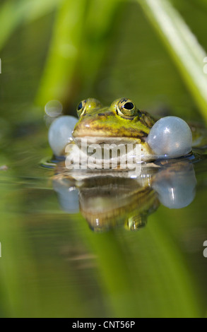 Europäische essbare Frosch, essbare Grasfrosch (Rana kl. Esculenta, Rana Esculenta), Männlich, Quaken mit vocal Säcke während der Laichzeit, Deutschland, Nordrhein-Westfalen Stockfoto