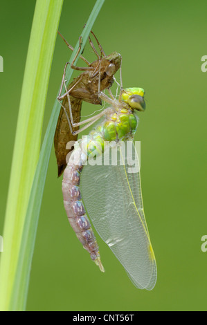 blau-grünes Darner, südlichen Aeshna südlichen Hawker (Aeshna Cyanea), frisch geschlüpft mit Exuvia, Deutschland, Nordrhein-Westfalen Stockfoto