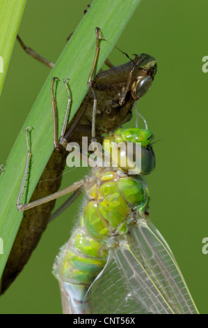 blau-grünes Darner, südlichen Aeshna südlichen Hawker (Aeshna Cyanea), frisch geschlüpft mit Exuvia, Deutschland, Nordrhein-Westfalen Stockfoto