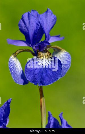 Sibirische Schwertlilie (Iris Sibirica), Blume, Deutschland Stockfoto