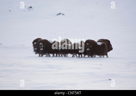 Moschusochsen (Ovibos Moschatus), Herde mit Kälbern in verschneiter Landschaft, Norwegen Dovrefjell-Sunndalsfjella-Nationalpark Stockfoto