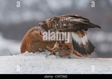 Steinadler (Aquila Chrysaetos), Fütterung auf Rehwild, Norwegen Stockfoto