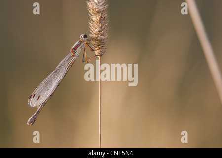 grüne Lestes, Emerald Damselfly (Lestes Sponsa), sitzen an einem Stiel, Deutschland, Rheinland-Pfalz Stockfoto