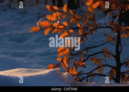 gemeinsamen Buche (Fagus Sylvatica), braune durchscheinende Blätter beleuchtet durch die Wintersonne, Deutschland, Nordrhein-Westfalen Stockfoto