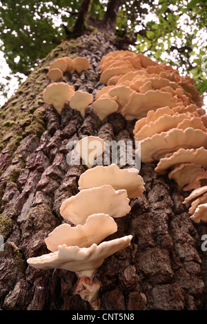 Huhn des Waldes (Laetiporus Sulphureus), wachsen auf einer Eiche, Deutschland, Rheinland-Pfalz Stockfoto