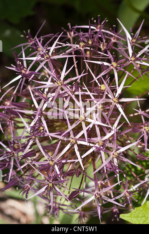 Nahaufnahme von Allium christophii, auch bekannt als Star of Persia, mit seinen markanten violetten, sternförmigen Blütenblättern in einer kugelförmigen Blüte. Stockfoto