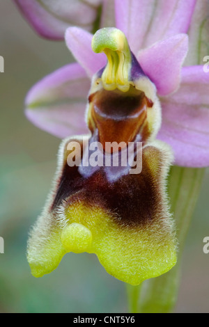 Blattwespen Orchidee (Ophrys Tenthredinifera), blühen, Spanien, Turia Fluss Naturpark, Las Rodanas Stockfoto