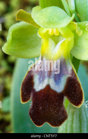 Blattwespen Orchidee (Ophrys Tenthredinifera), blühen, Spanien, Turia Fluss Naturpark, Las Rodanas Stockfoto