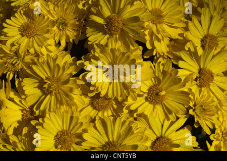 Nahaufnahme eines lebendigen Beetes aus gelben, dekorativen Daisy-Blüten, bedeckt mit Morgentauropfen unter hellem Sonnenlicht. Stockfoto