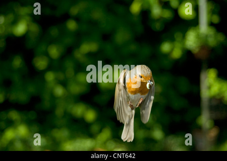 Rotkehlchen (Erithacus Rubecula), fliegen mit Nahrung im Schnabel, Deutschland, Nordrhein-Westfalen Stockfoto