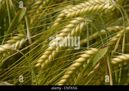 Gerste (Hordeum Vulgare), unreife grüne Ohren, Deutschland Stockfoto