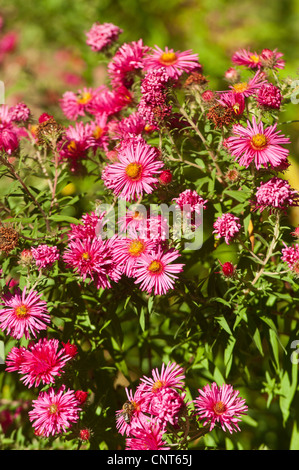 Aster Novae-Angliae, Neuengland-Aster, Symphyotrichum Novae-Angliae rosa, Stockfoto