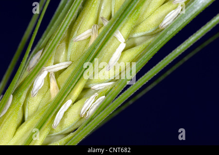 Gerste (Hordeum Vulgare), Ohr mit Blüten Stockfoto