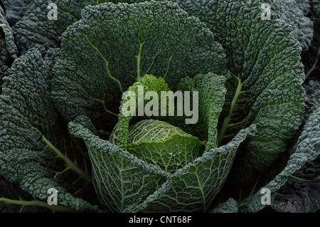 Wirsing (Brassica Oleracea Convar. Capitata var. Sabauda), Leiter der Kohl Stockfoto